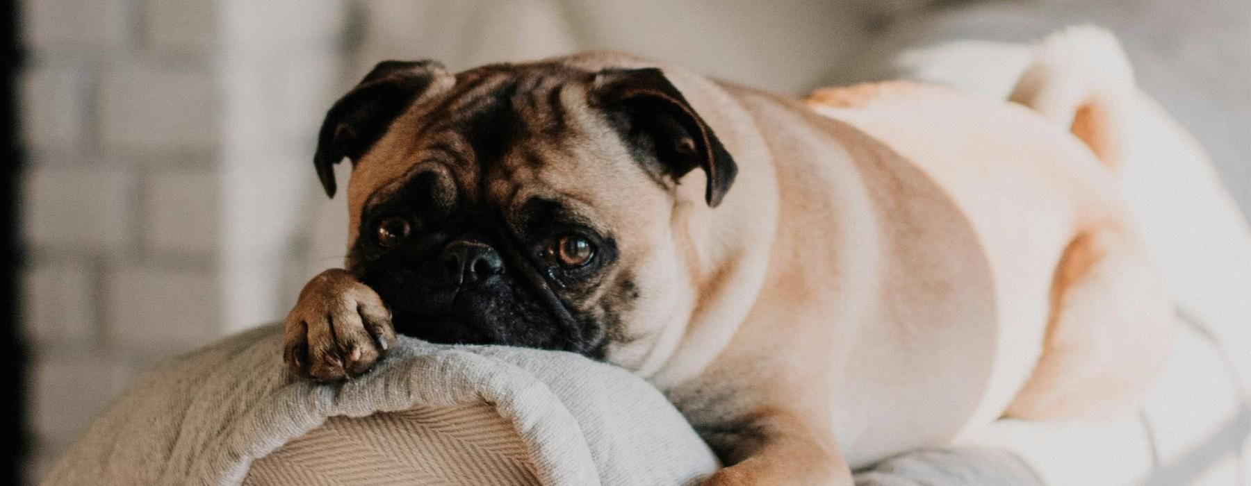 a dog lying on a couch