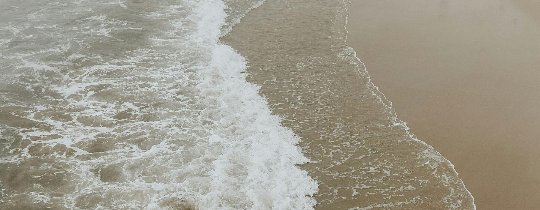 a group of birds flying over a beach